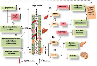 Gut Microbiota Modulation and Its Relationship with Obesity Using Prebiotic Fibers and Probiotics: A Review